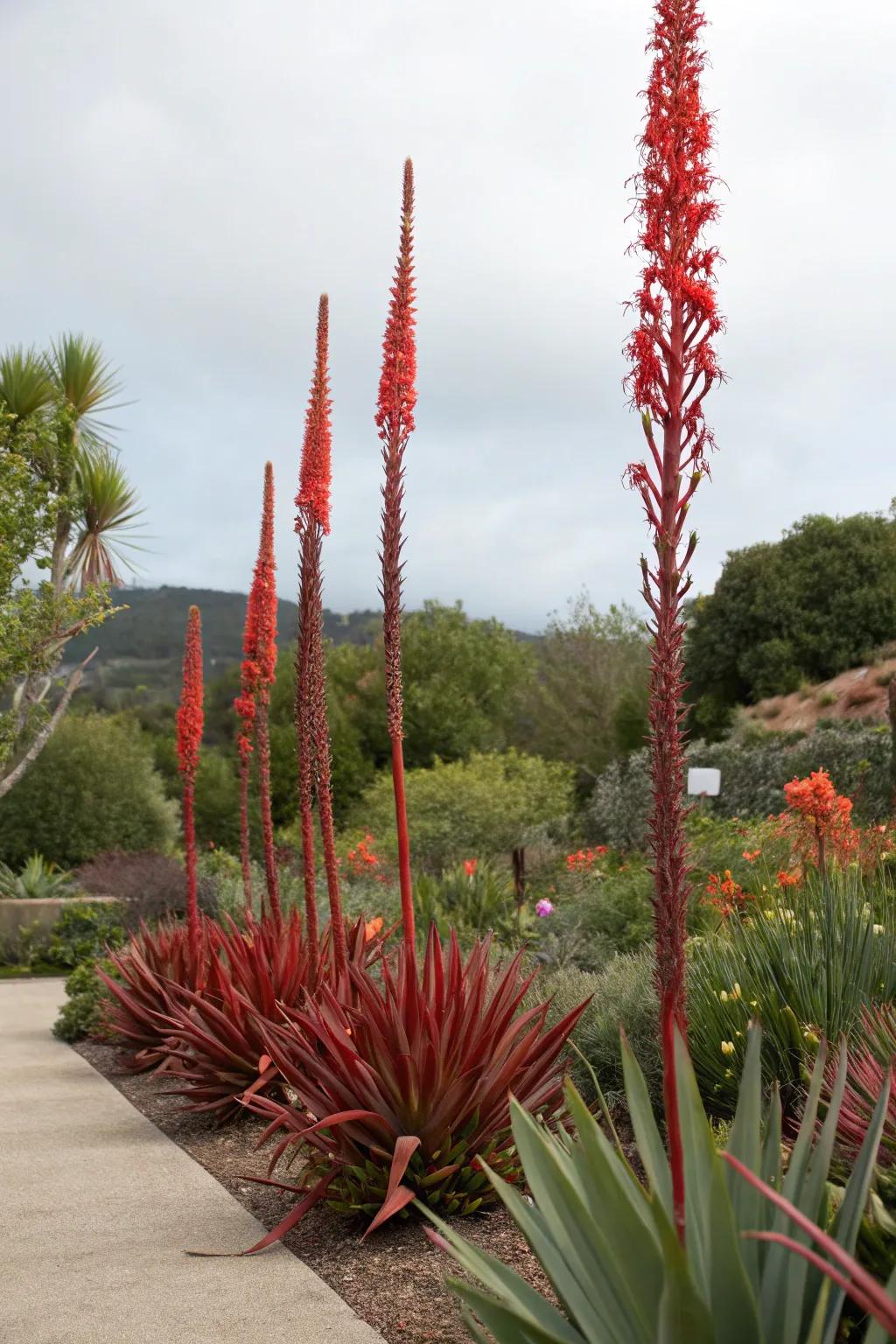 Highlight the natural artistry of red yucca as a sculptural feature in your garden.