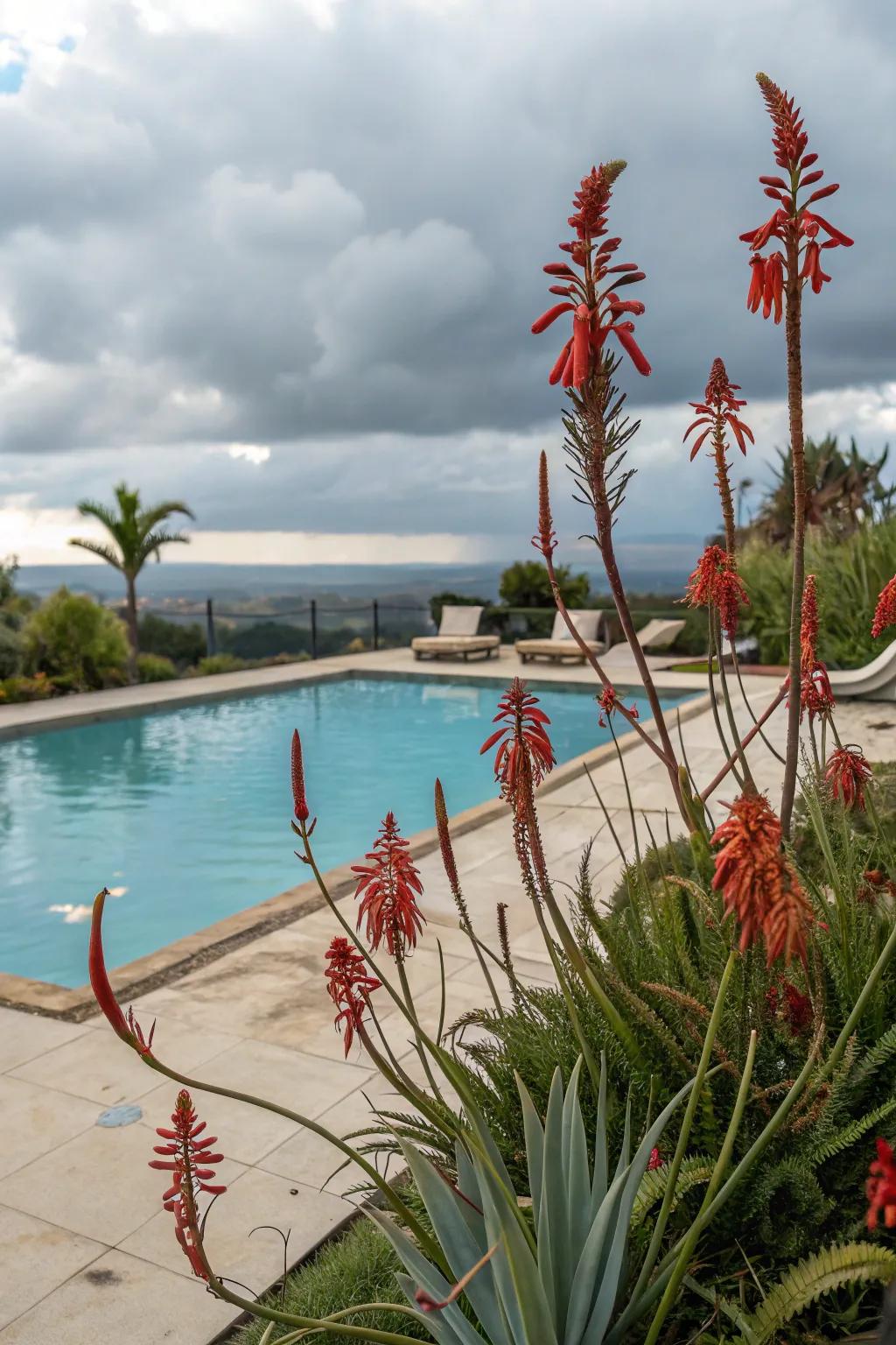 Add a splash of color to your poolside with the graceful presence of red yucca.