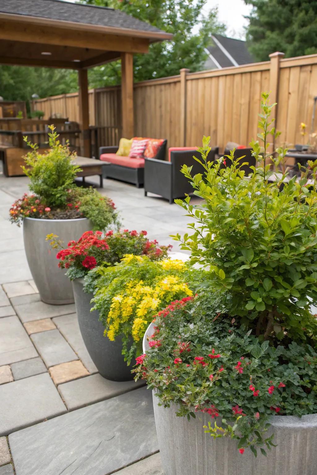 Versatile container gardens with barberry.