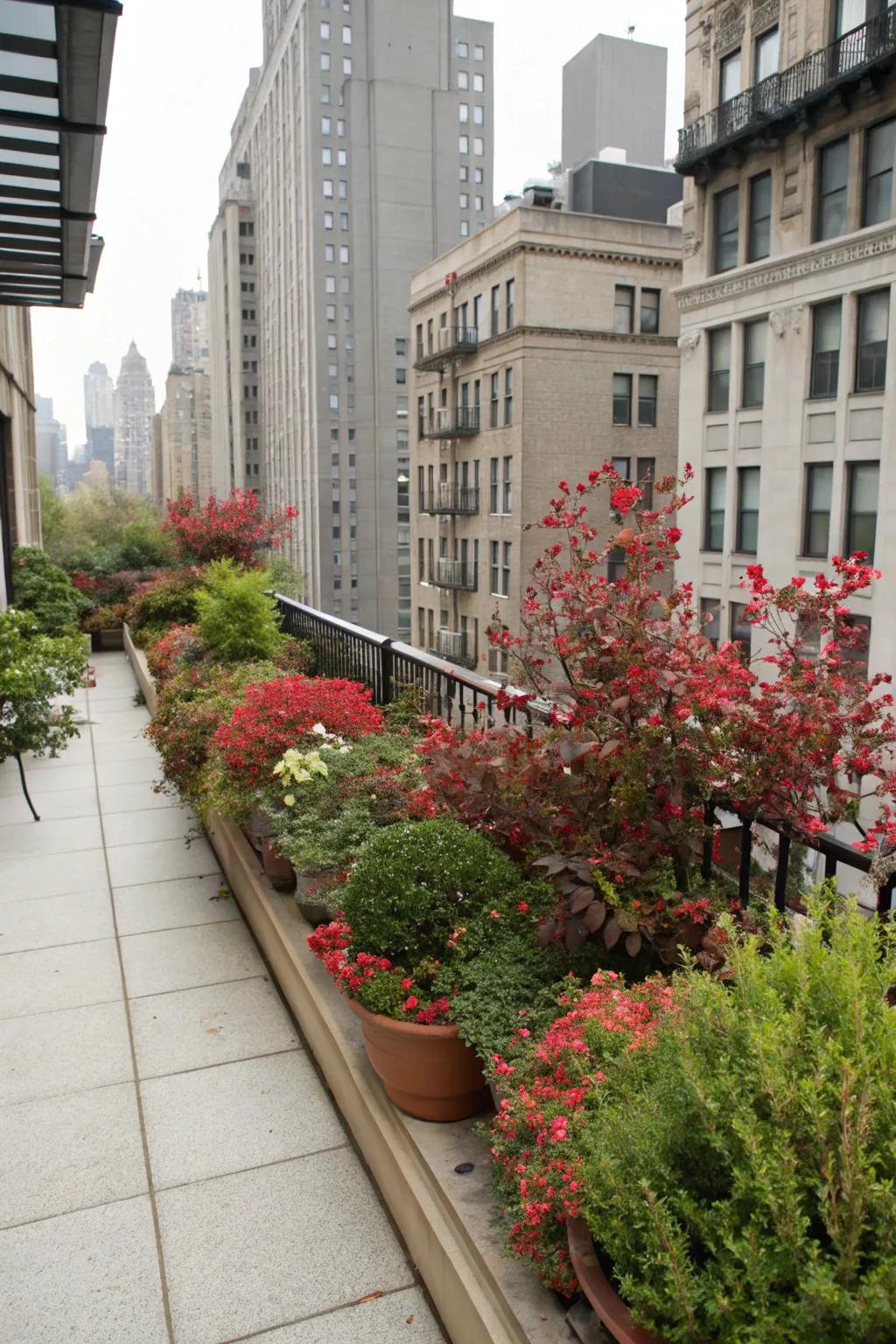 Urban garden transformation with barberry.