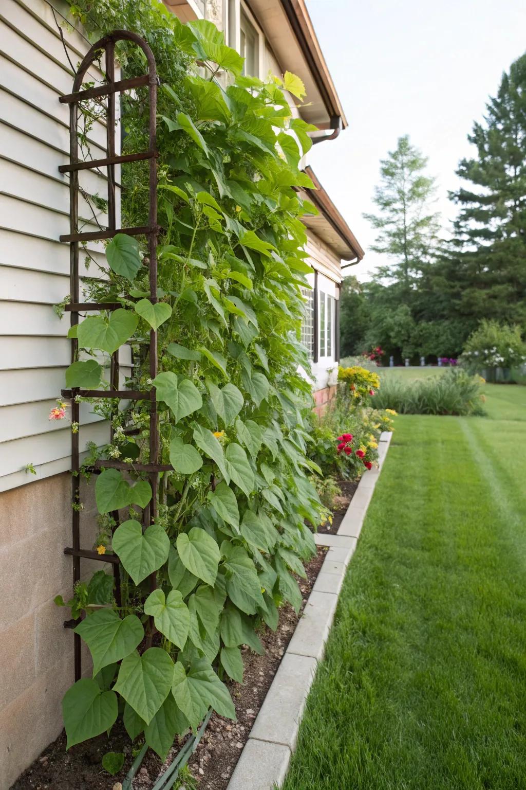 A vertical trellis supports climbing beans, enhancing the garden's beauty and privacy.