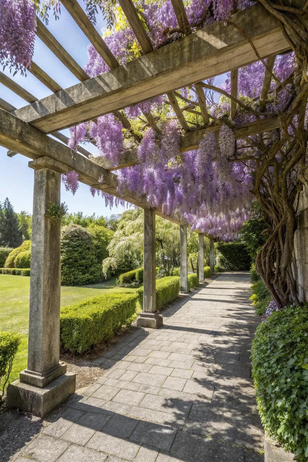 A wooden pergola adorned with wisteria, blending elegance and nature.