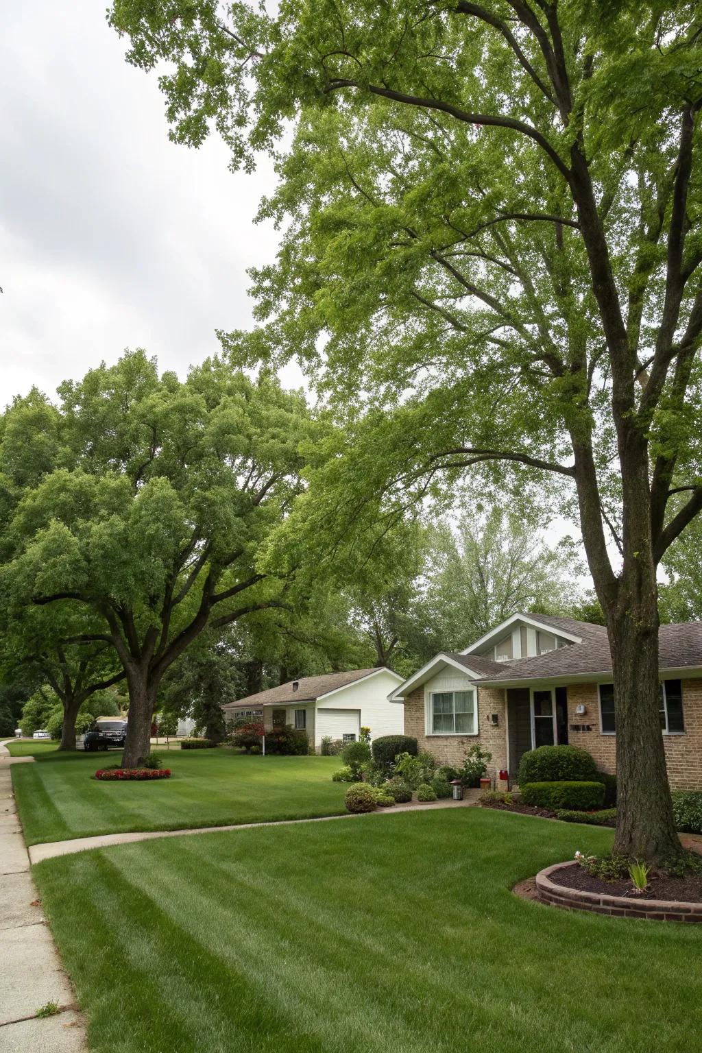 Shade trees offering shelter and beauty to a garden.