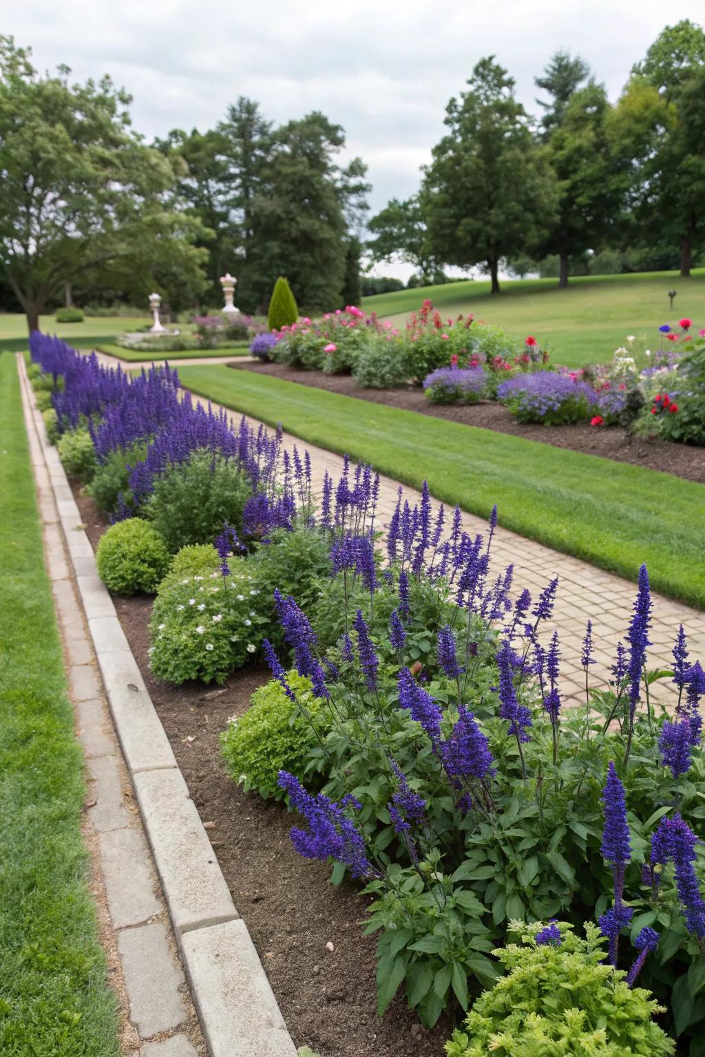 Crisp and colorful garden bed edging with salvia plants.