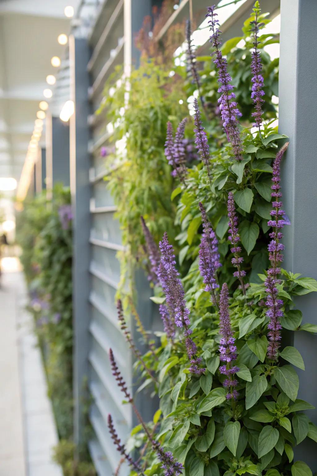 A creative twist with salvia in a vertical garden setup.