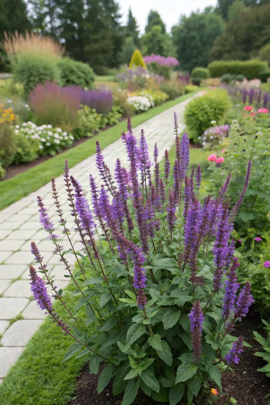 A bold salvia focal point creating an eye-catching centerpiece.