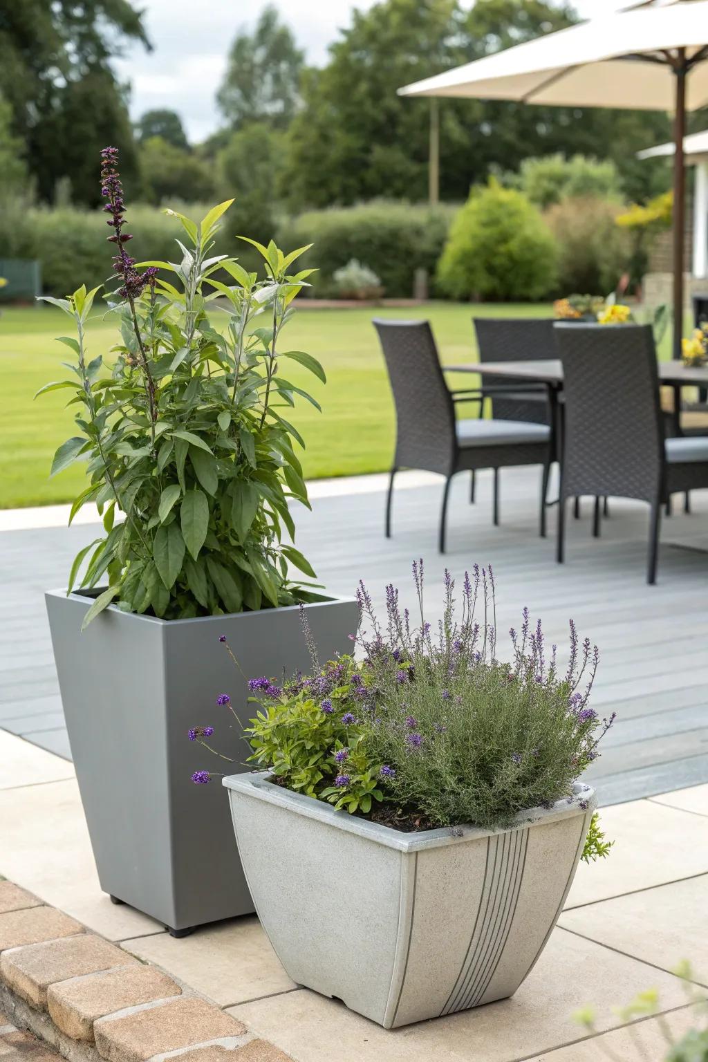 Salvia plants in stylish containers bring flexibility to patio decor.