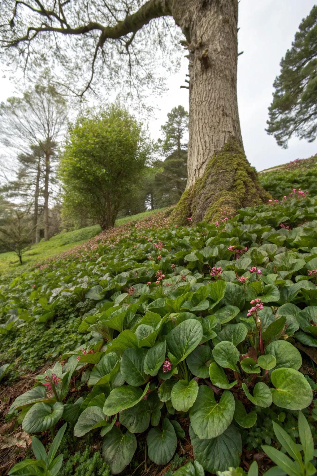 Textured ground covers like bergenia under a tree canopy.