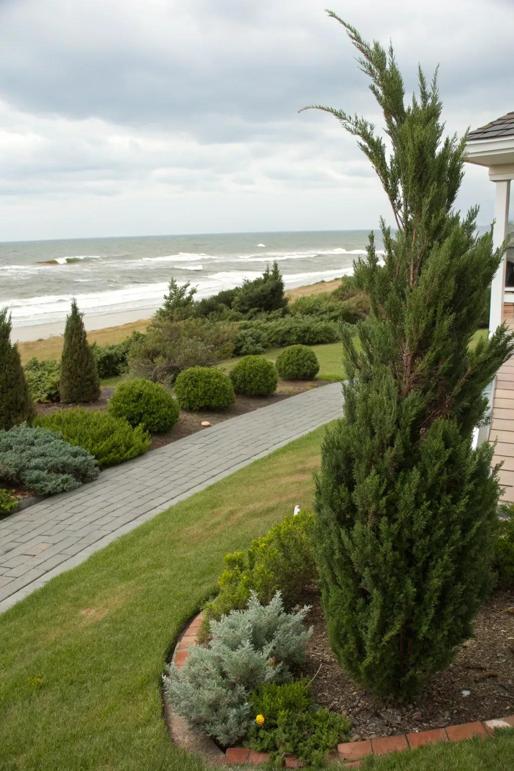 Wind-resistant shrubs ensure durability in breezy coastal areas.