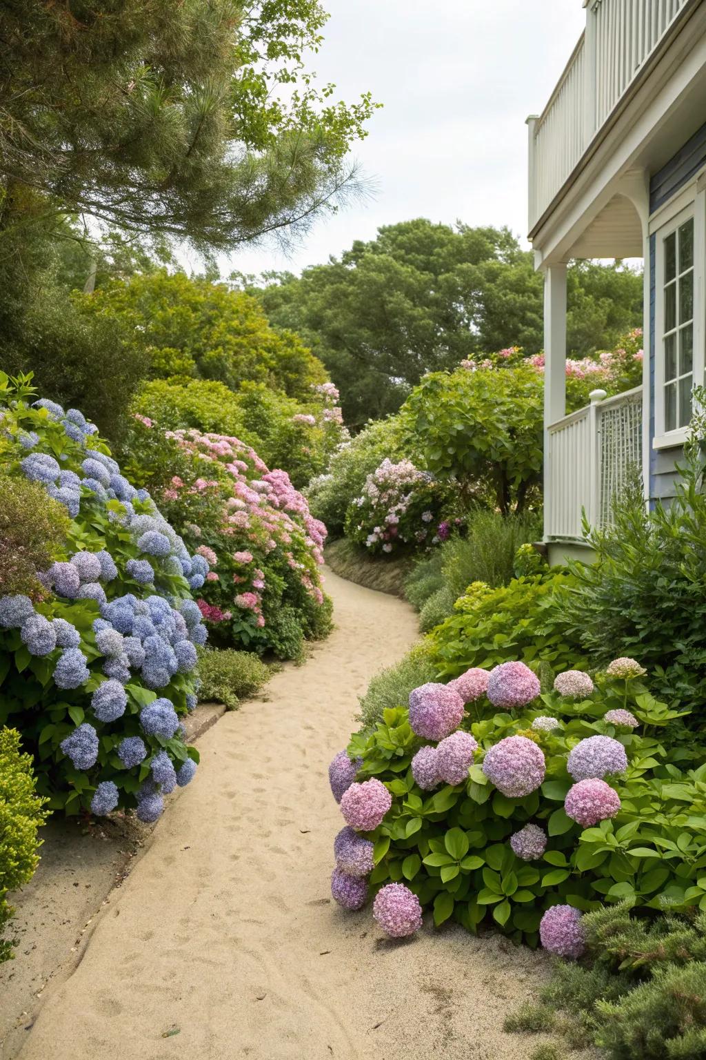 Hydrangeas add a burst of color and coastal charm to your front yard.