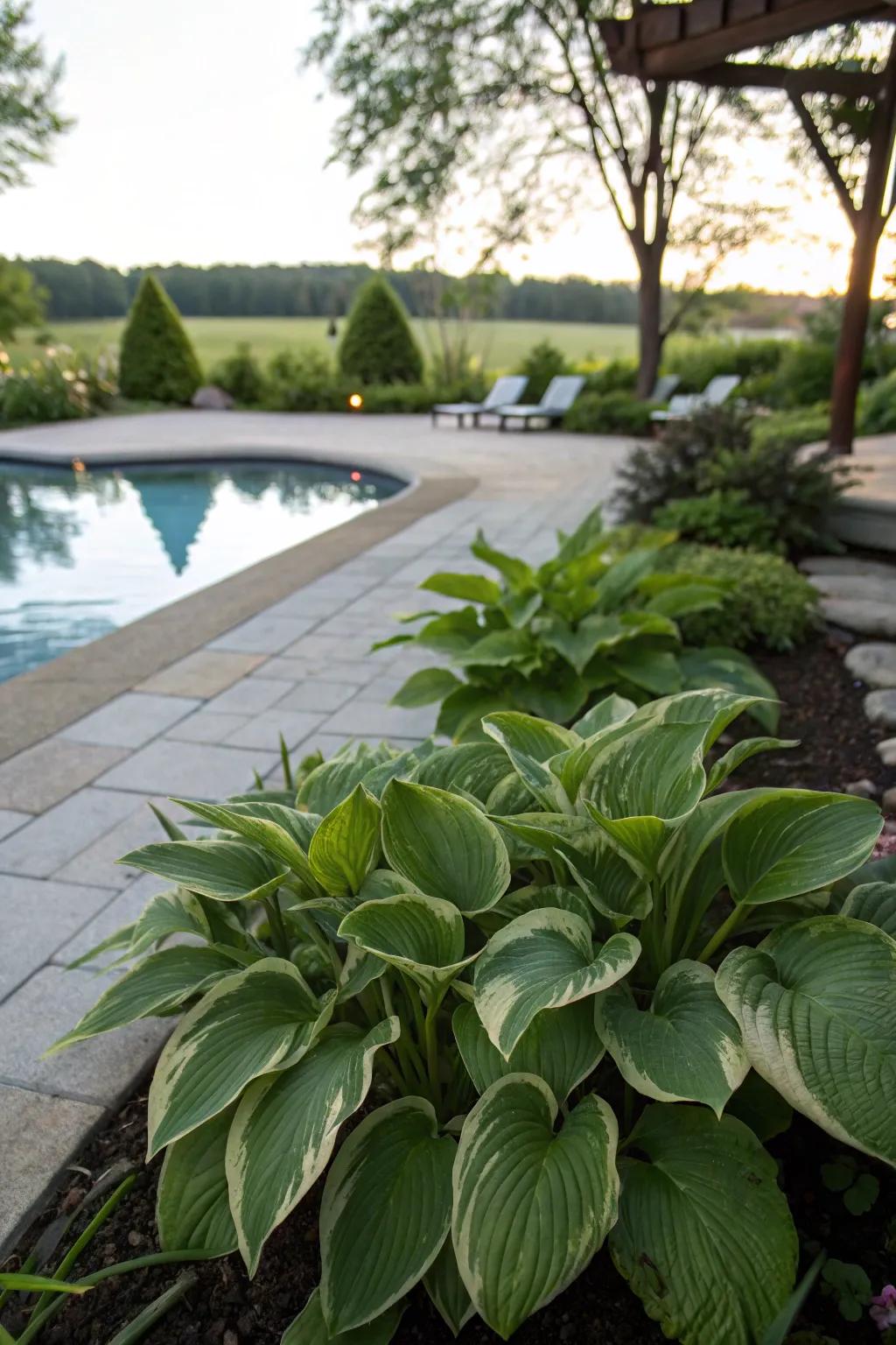 Lush hostas providing a cooling green oasis.