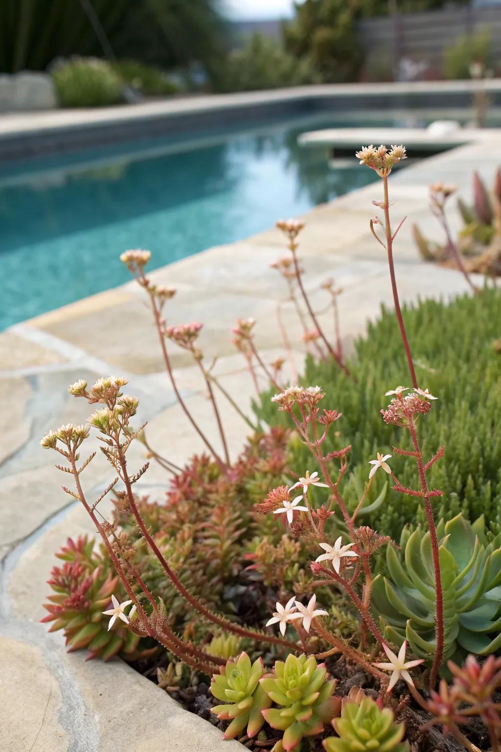 Hardy sedum offering a unique touch with star-shaped blooms.