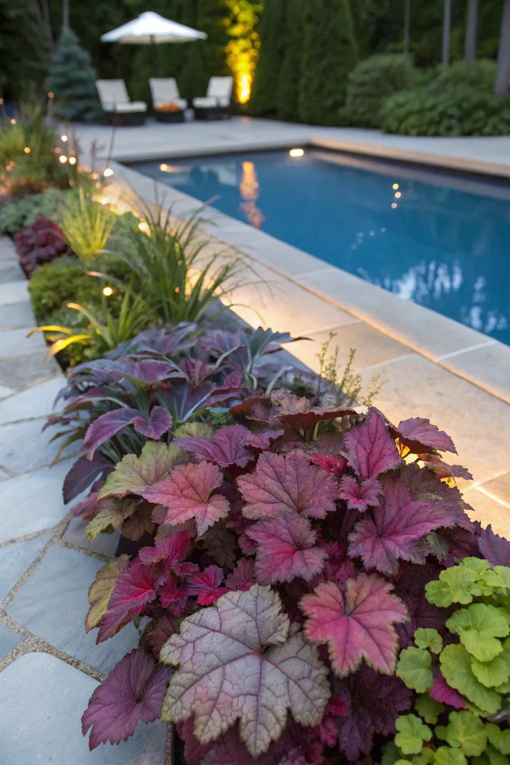 Colorful heuchera plants enhancing the poolside with texture.