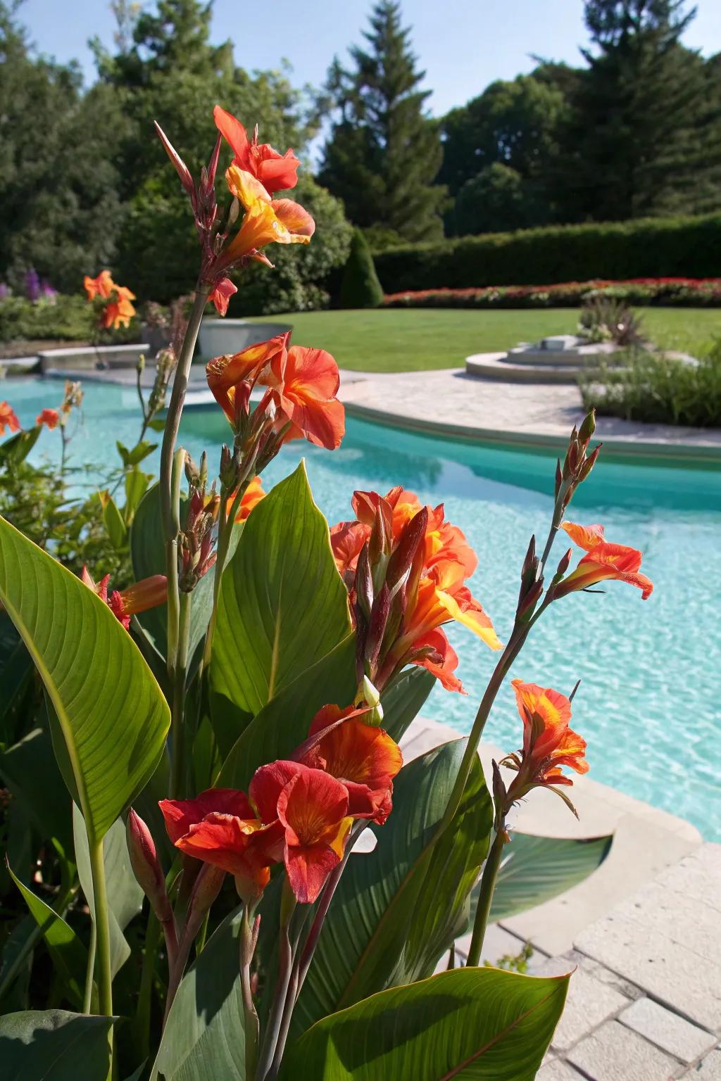 Vibrant canna lilies making a bold statement by the pool.