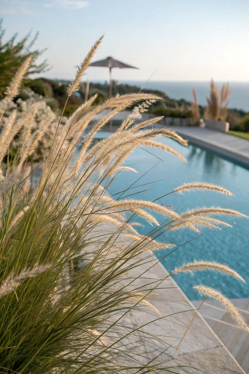 Elegant ornamental grasses creating a calming ambiance by the pool.