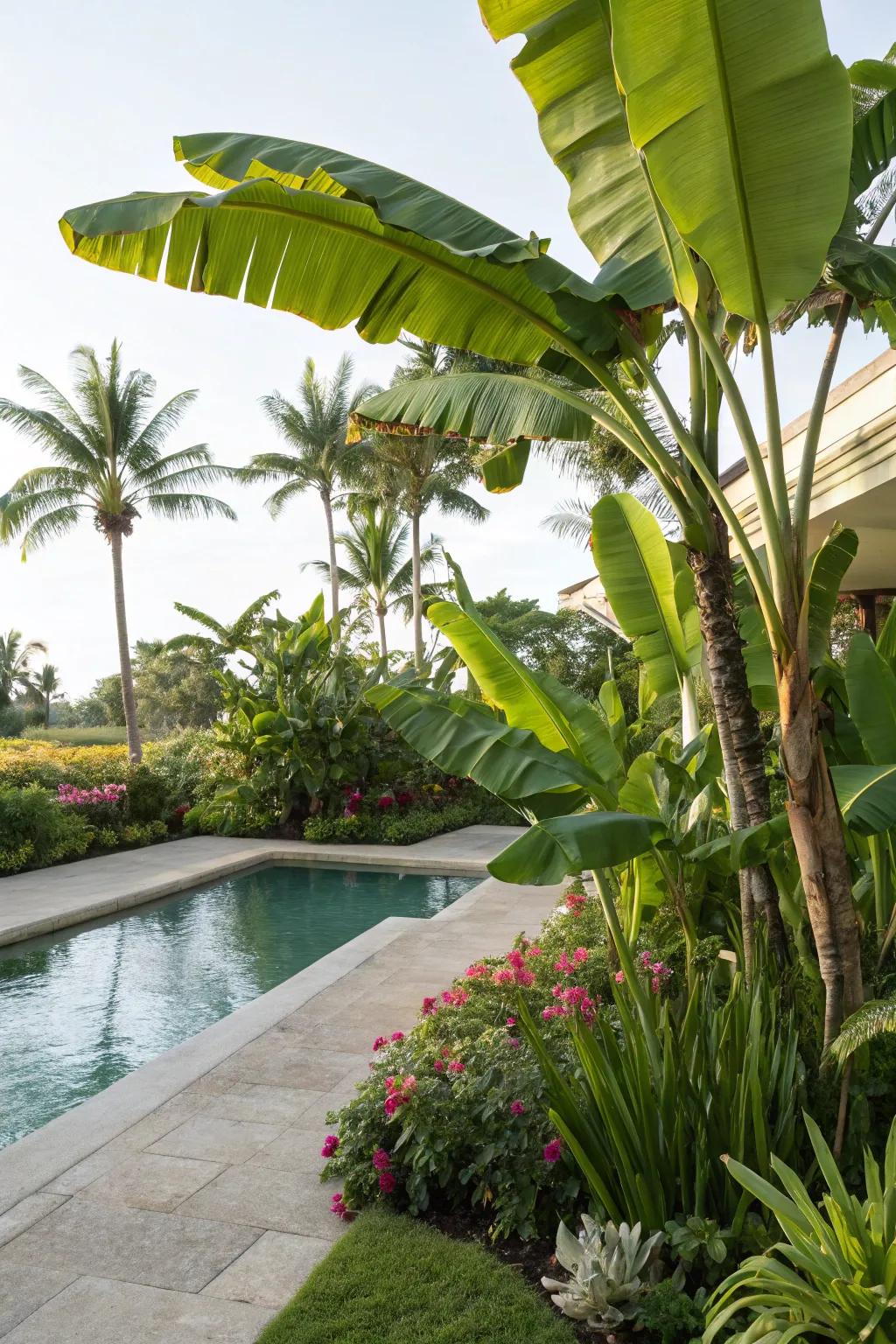 Lush banana plants offering a tropical vibe and natural shade.