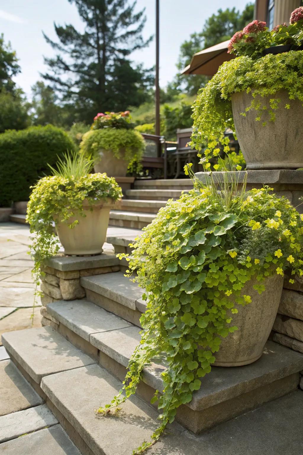Outdoor steps lined with containers of cascading creeping jenny.