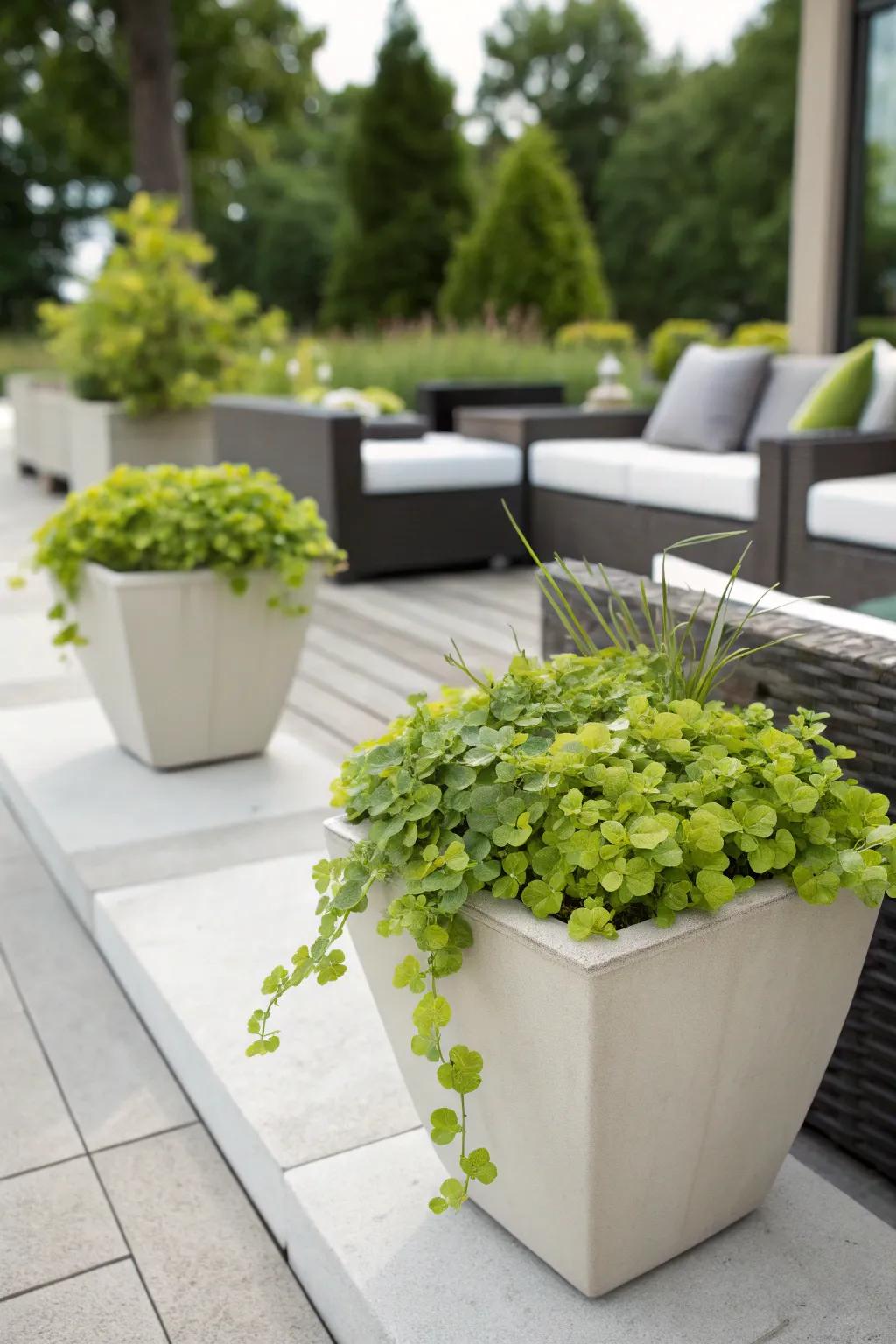 Modern ceramic planters showcasing vibrant creeping jenny on a chic patio.