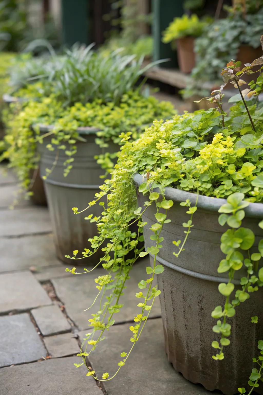 Grouped containers of creeping jenny creating a lush and abundant display.