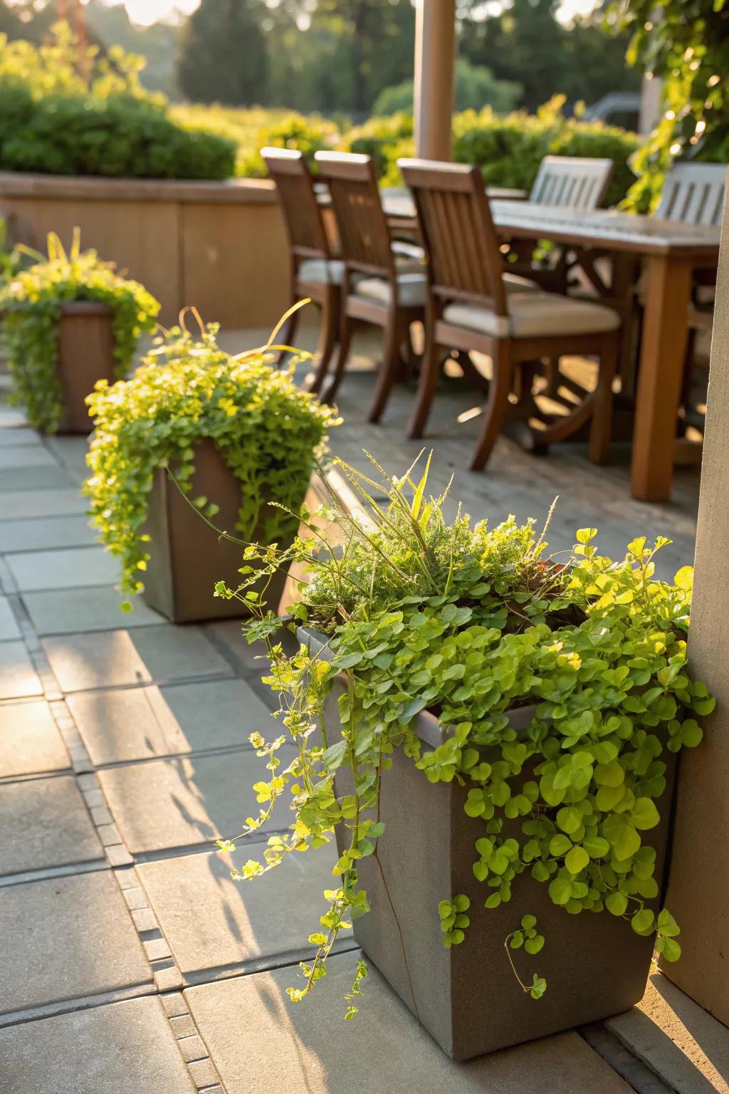 Sunlit patio adorned with containers of lush creeping jenny.