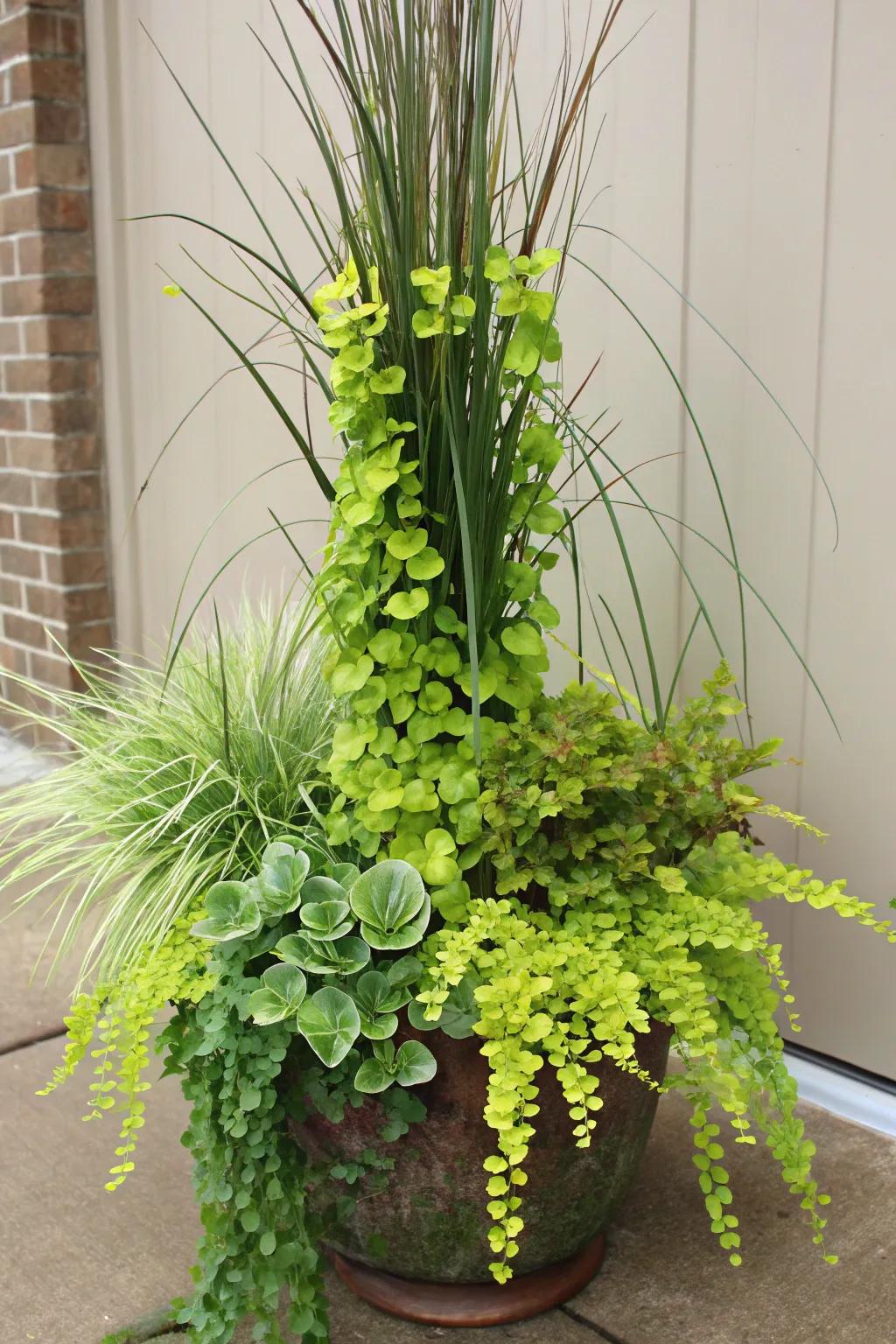 Layered container arrangement featuring creeping jenny and taller plants.