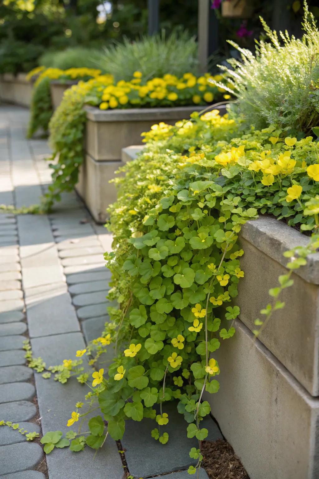 Creeping jenny cascading beautifully over the edges of garden planters.