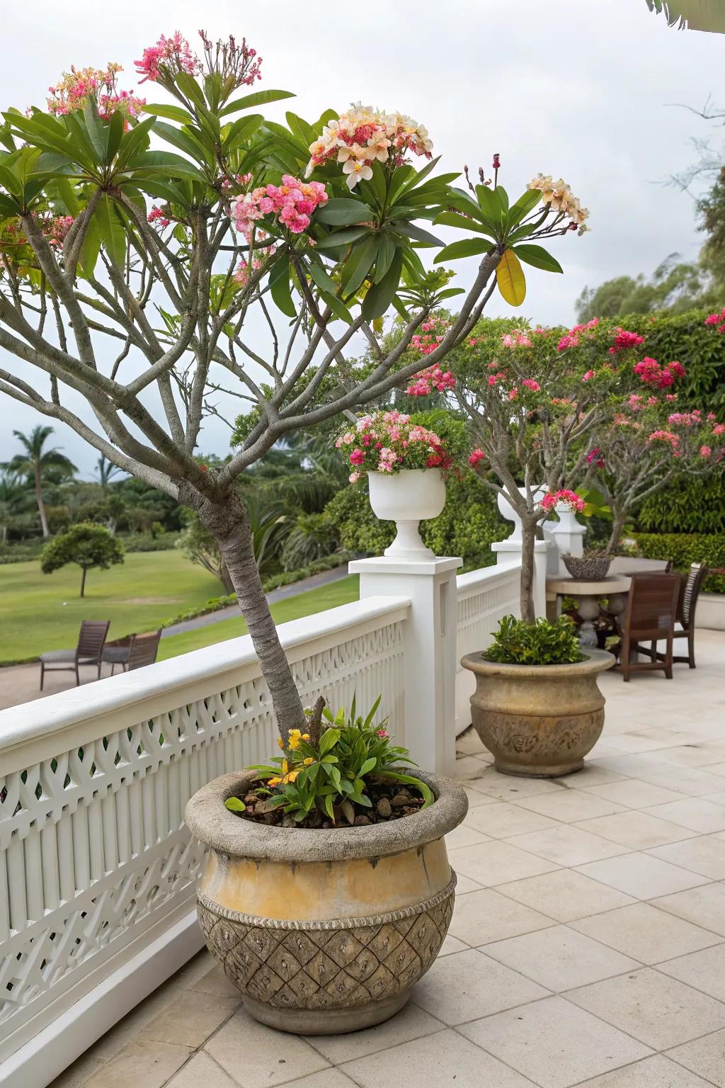 Elevate small spaces with frangipani in decorative containers.