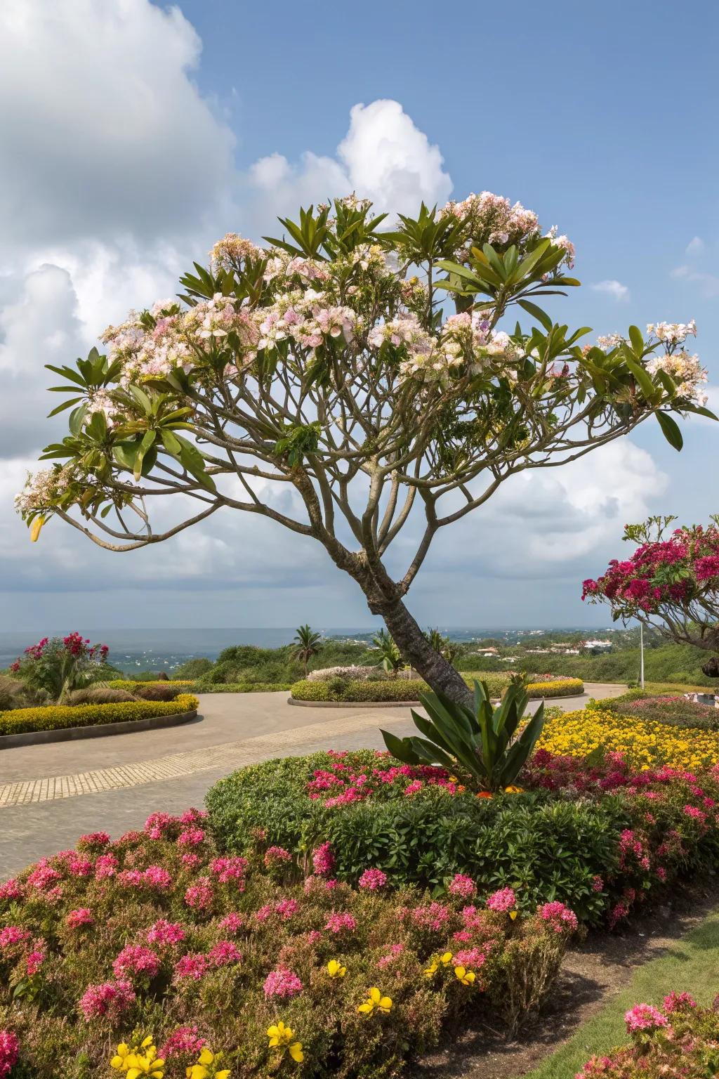 Brighten your garden with frangipani and colorful companions.