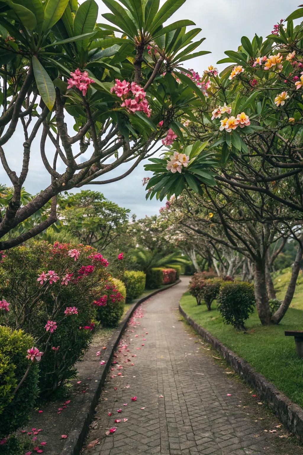 A fragrant pathway lined with frangipani trees.