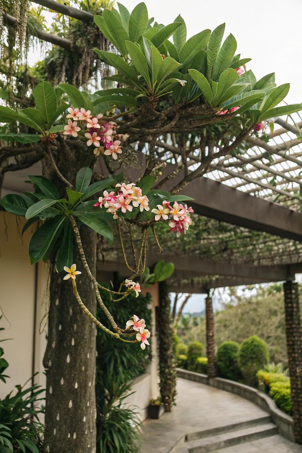Frangipani trees add shade and beauty under pergolas.