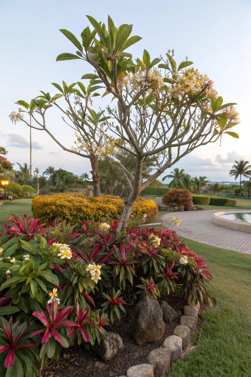 Brighten garden corners with the elegant height of frangipani trees.