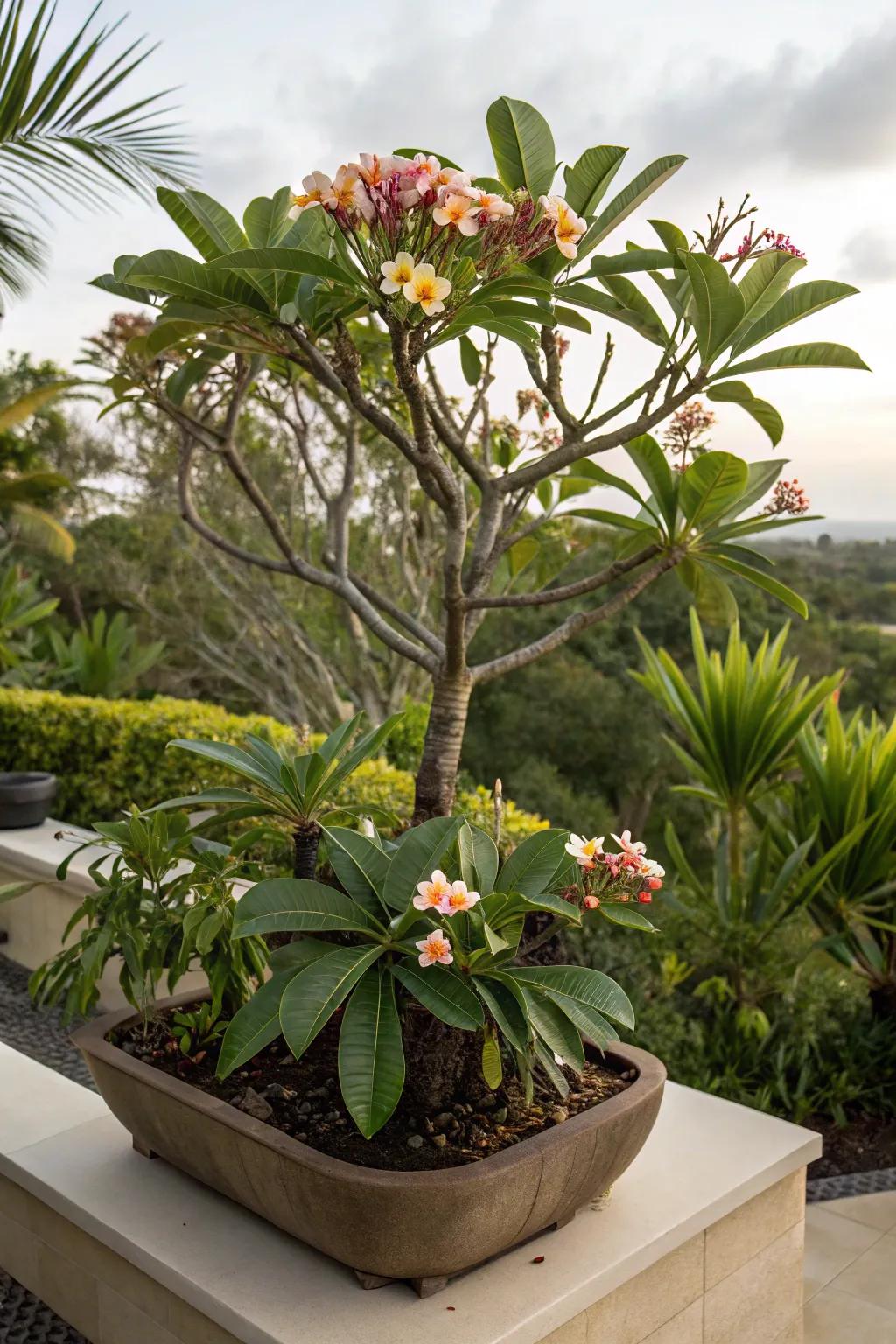 Elevate the beauty of frangipani trees with raised planters.