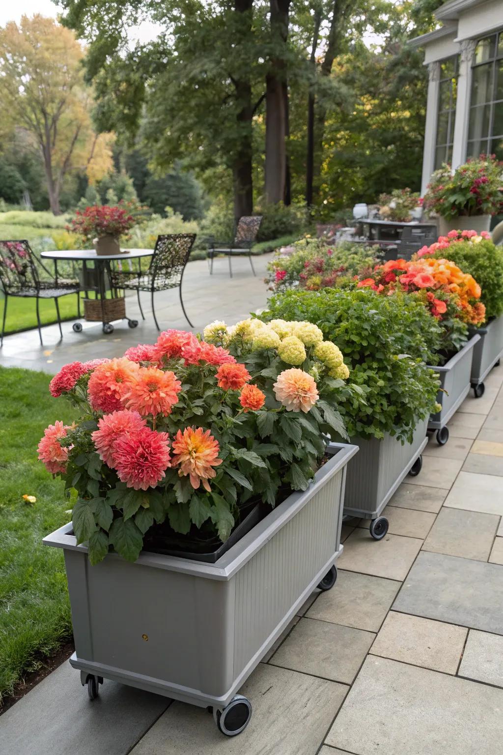 Portable planters with wheels showcasing dinner plate dahlias on a versatile patio.