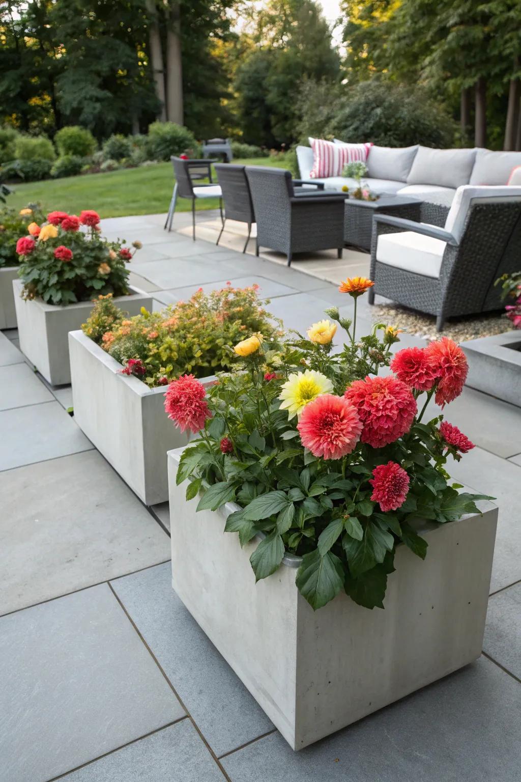 DIY concrete planters with dinner plate dahlias in a sleek modern outdoor area.