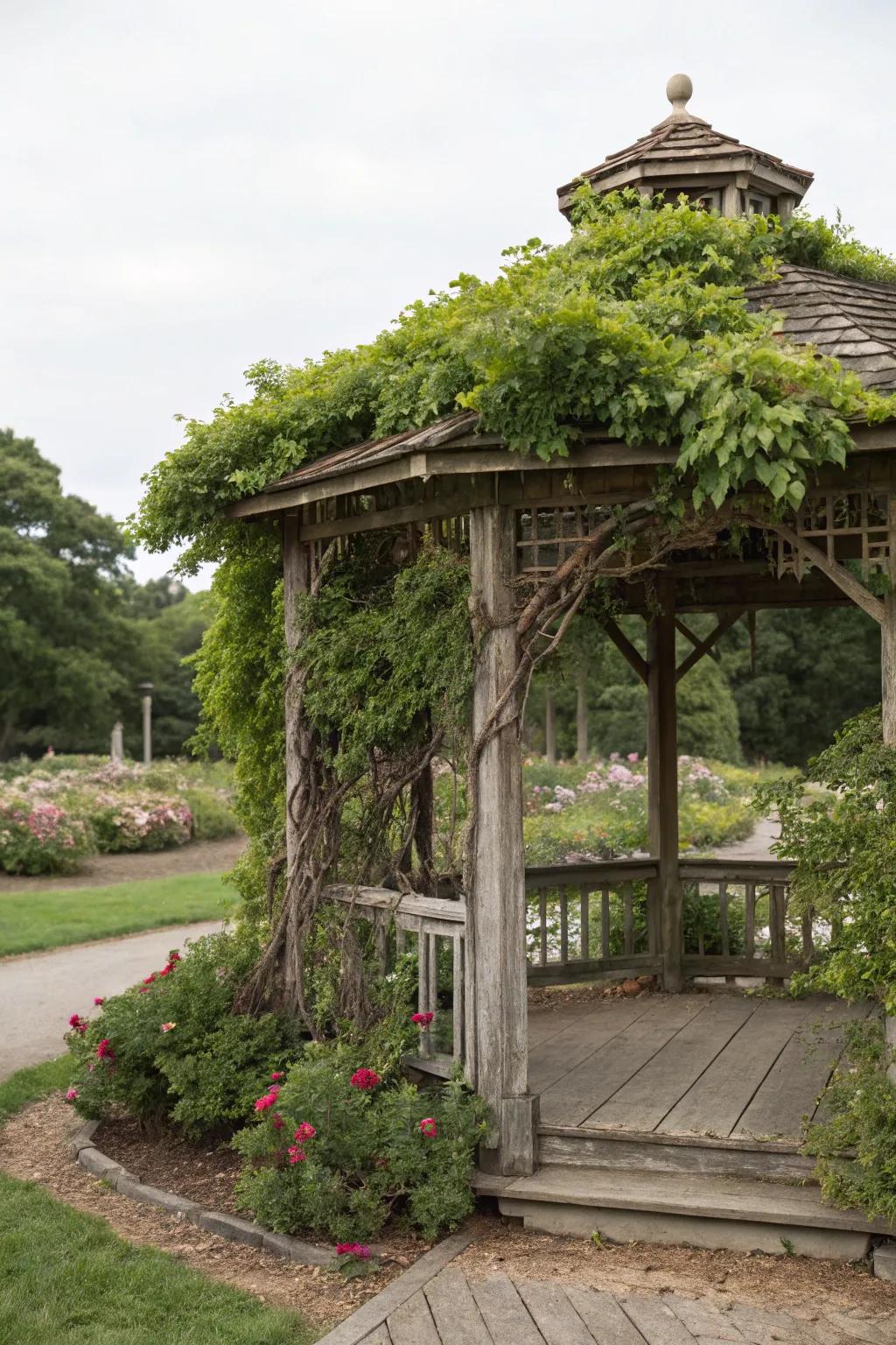 A rustic gazebo adorned with lush climbing plants.