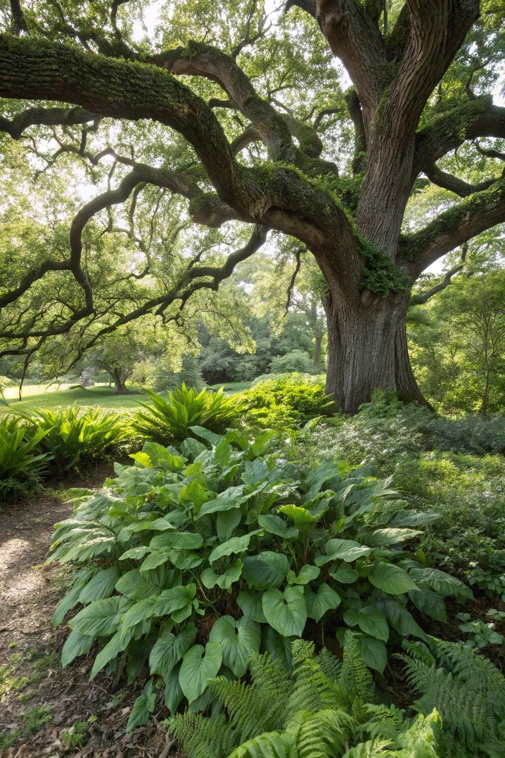 Cast iron plants thriving in the shade of a large tree.