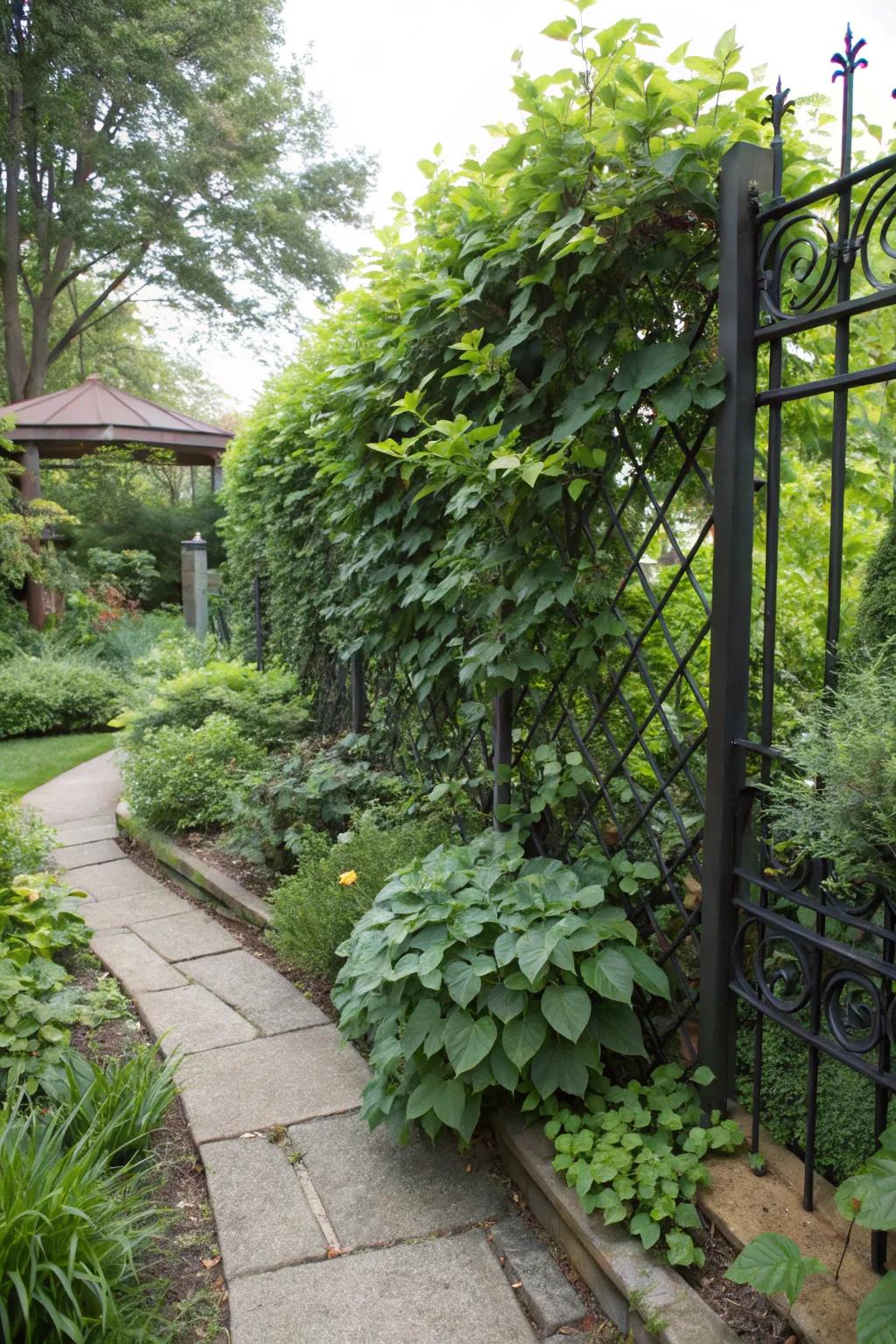 Natural privacy screen with cast iron plants.