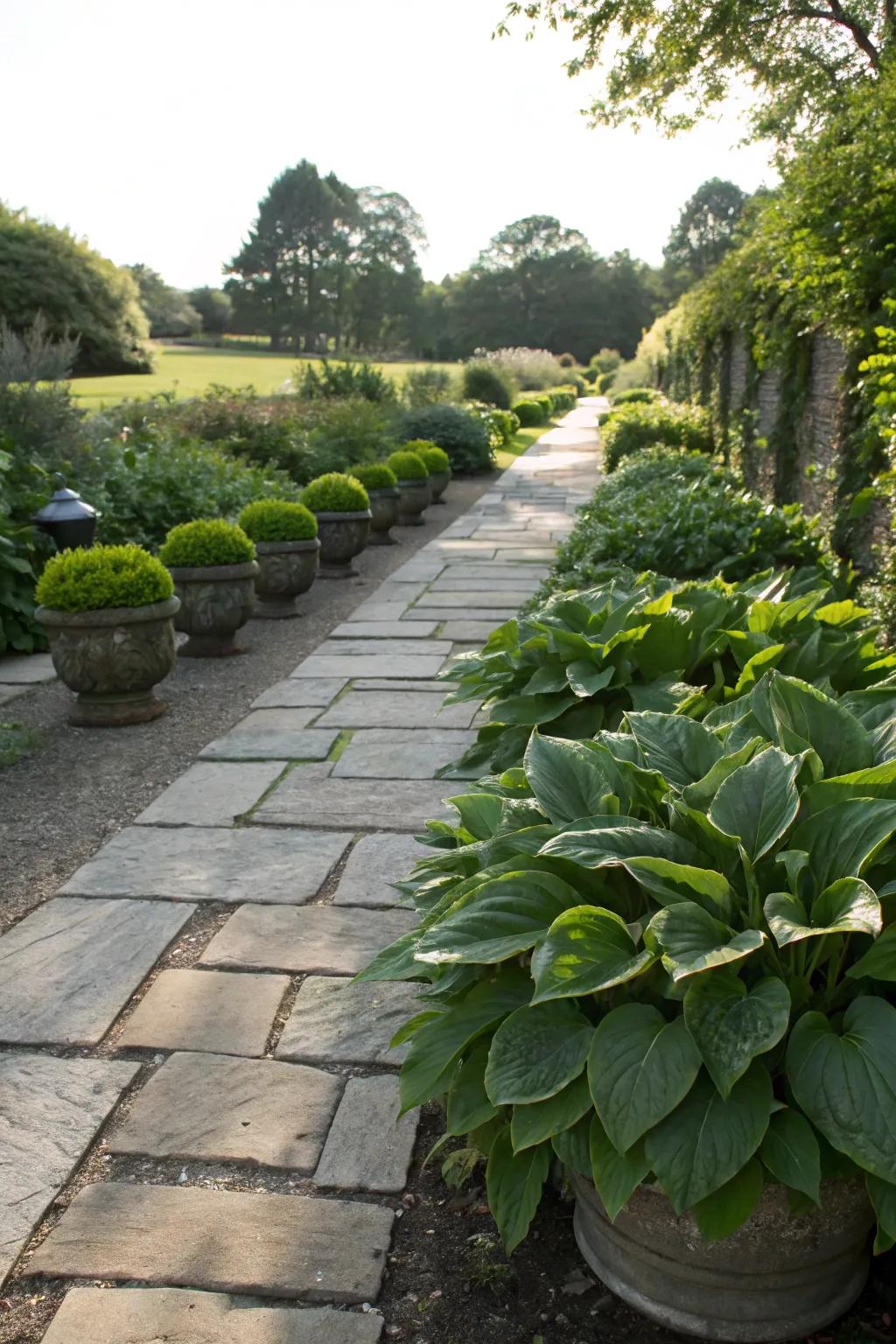 Neat borders created with cast iron plants along a garden path.
