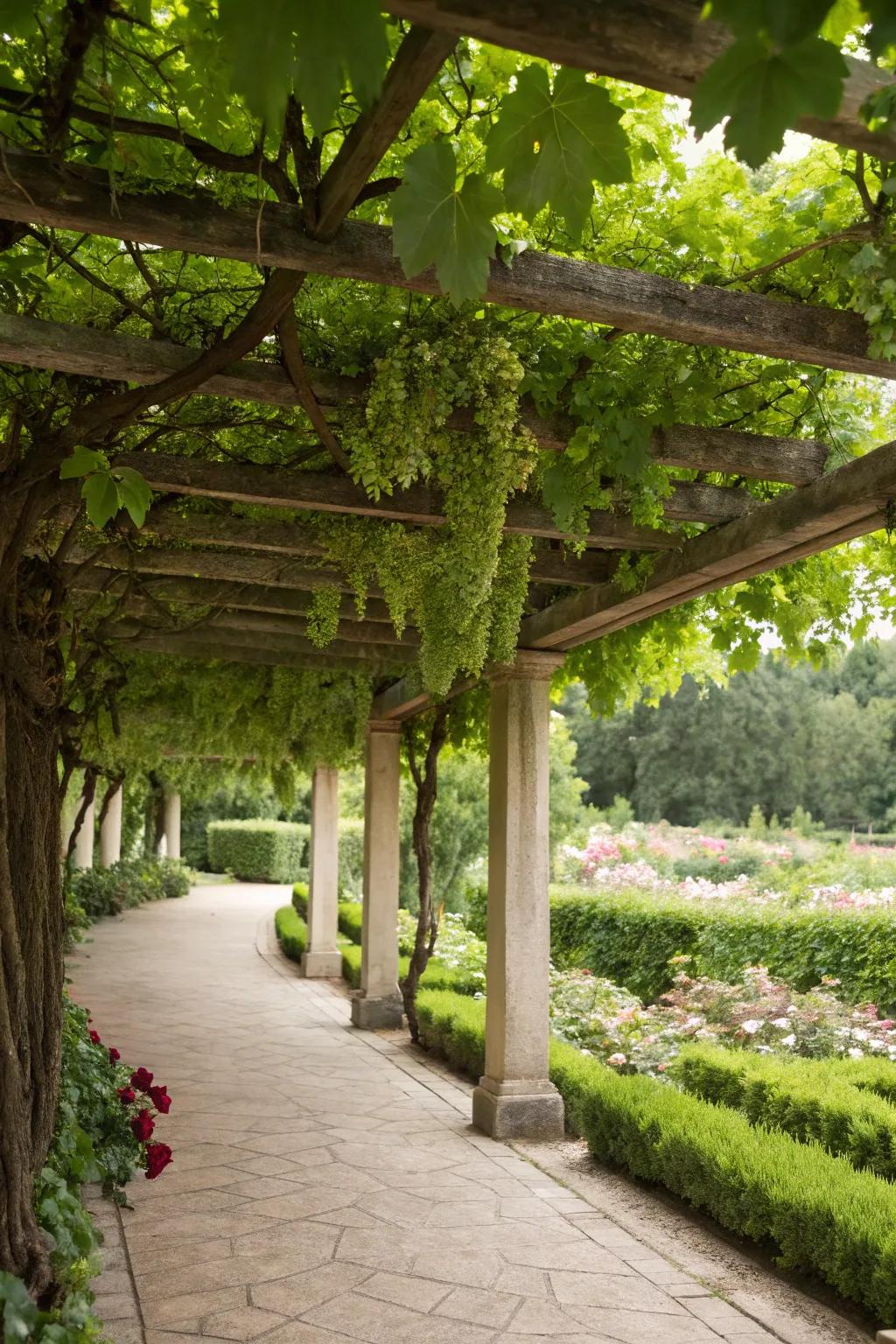 A pergola transformed into a fruitful grape arbor.
