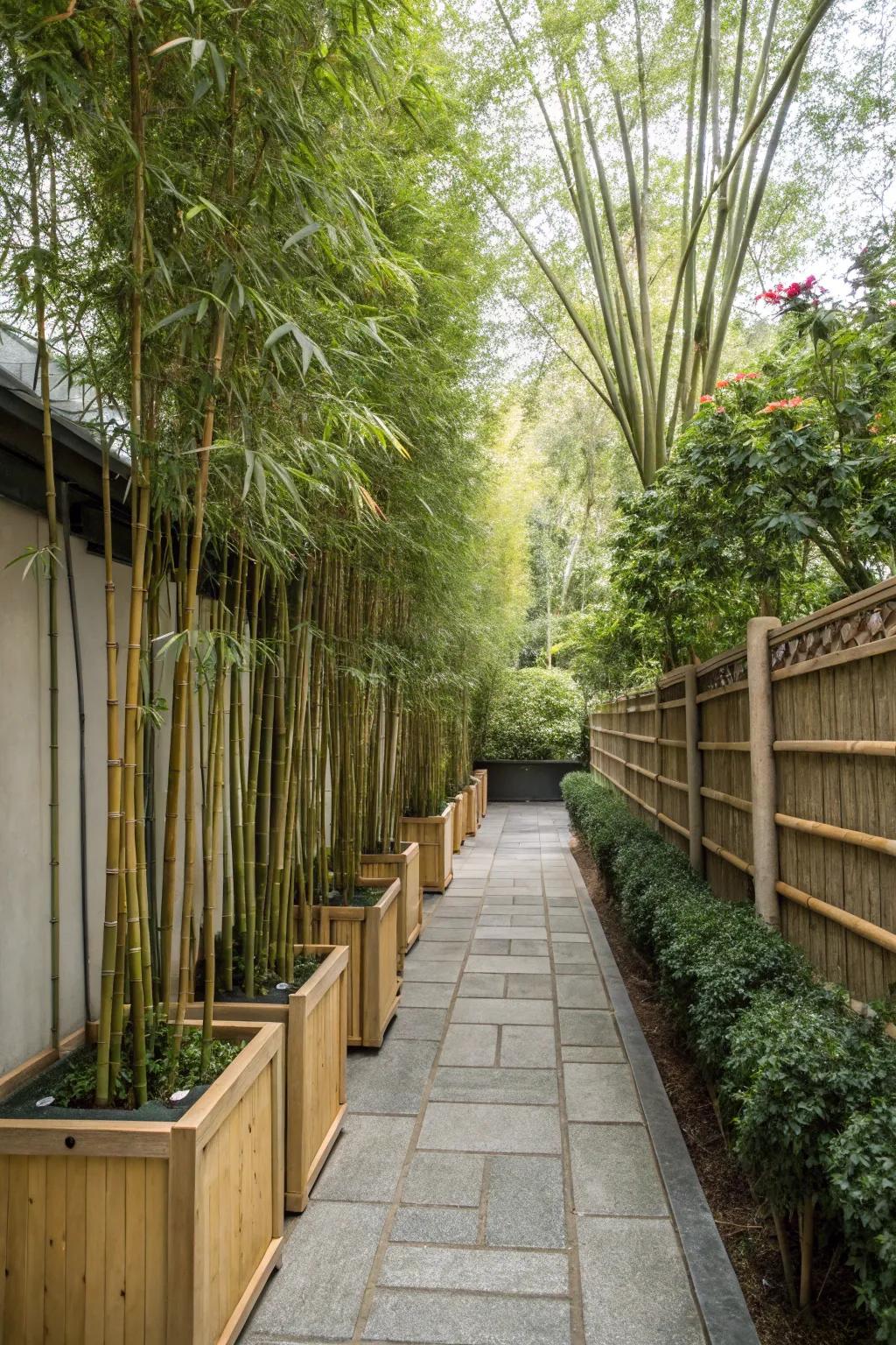 Tall plants provide privacy while enhancing vertical space.