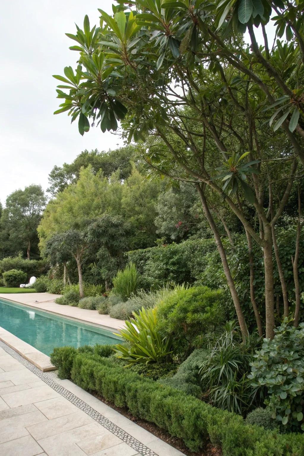 A diverse mix of plants creates a beautiful and private poolside retreat.