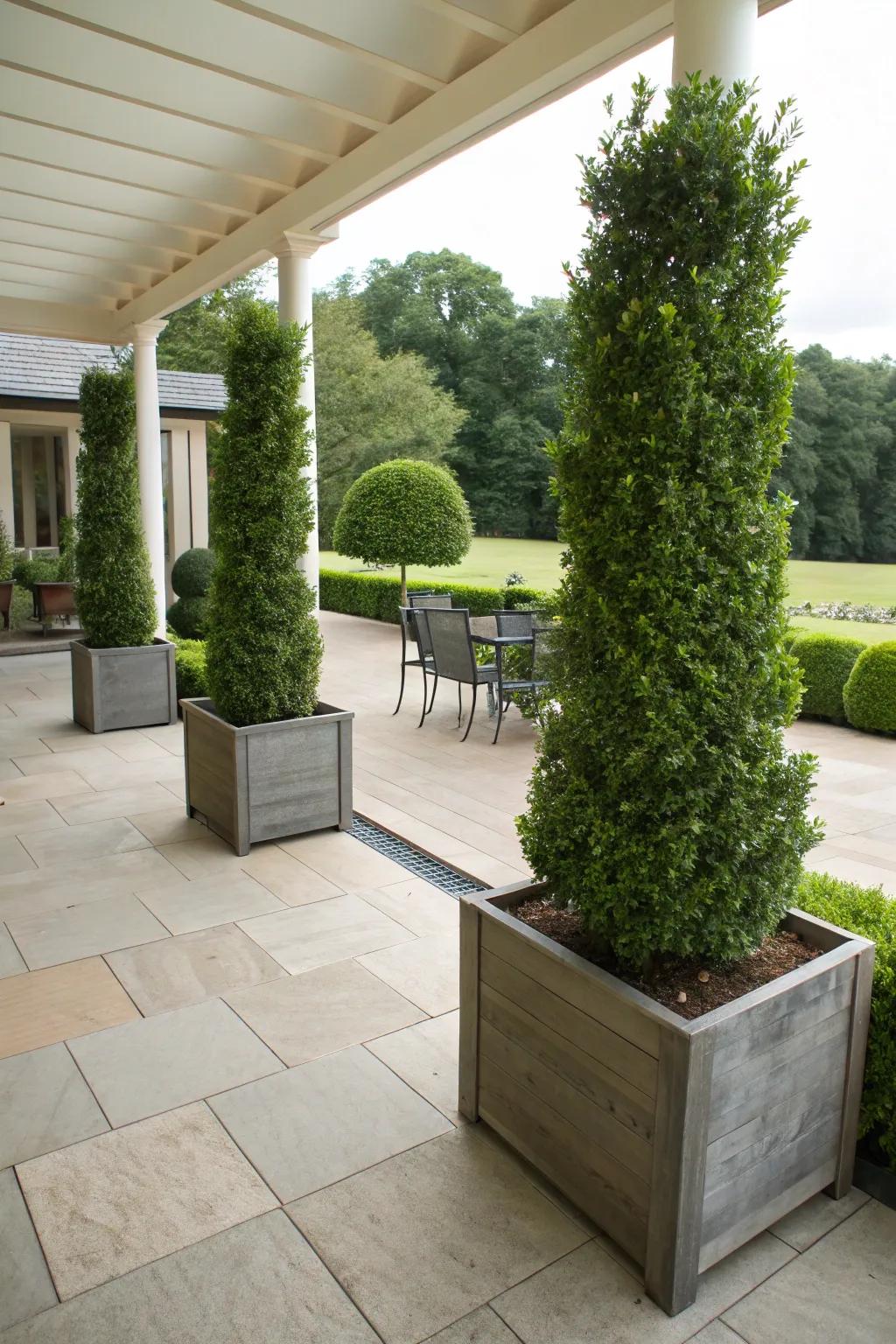 Boxwood planters can serve as natural dividers for outdoor spaces.