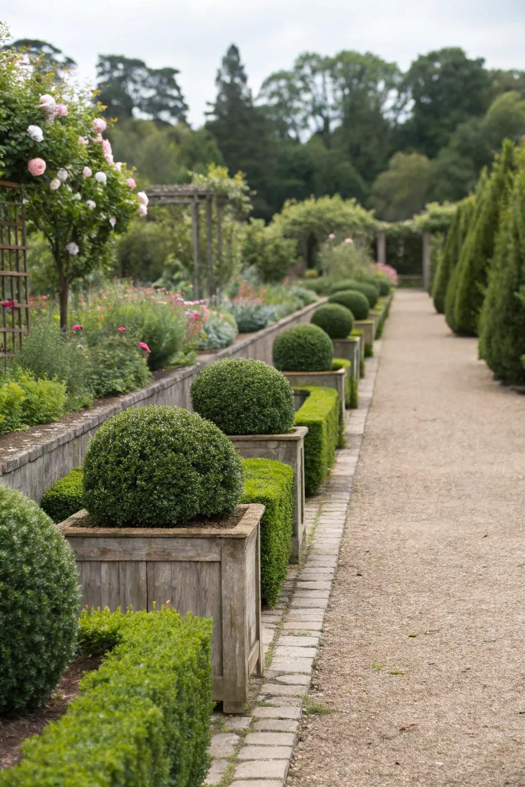 Boxwood planters make beautiful borders for garden pathways.
