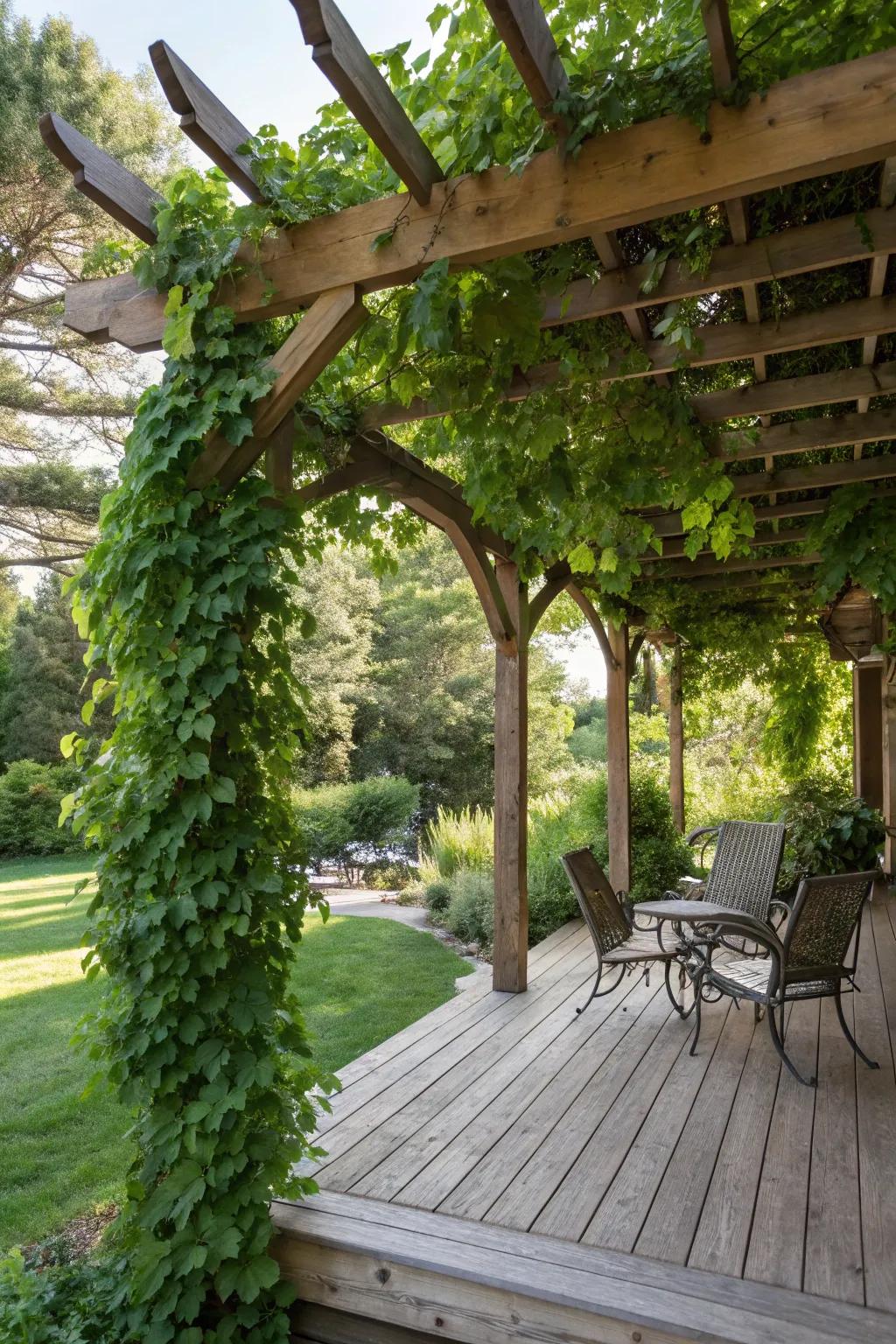 A natural pergola overhang adorned with vibrant greenery.