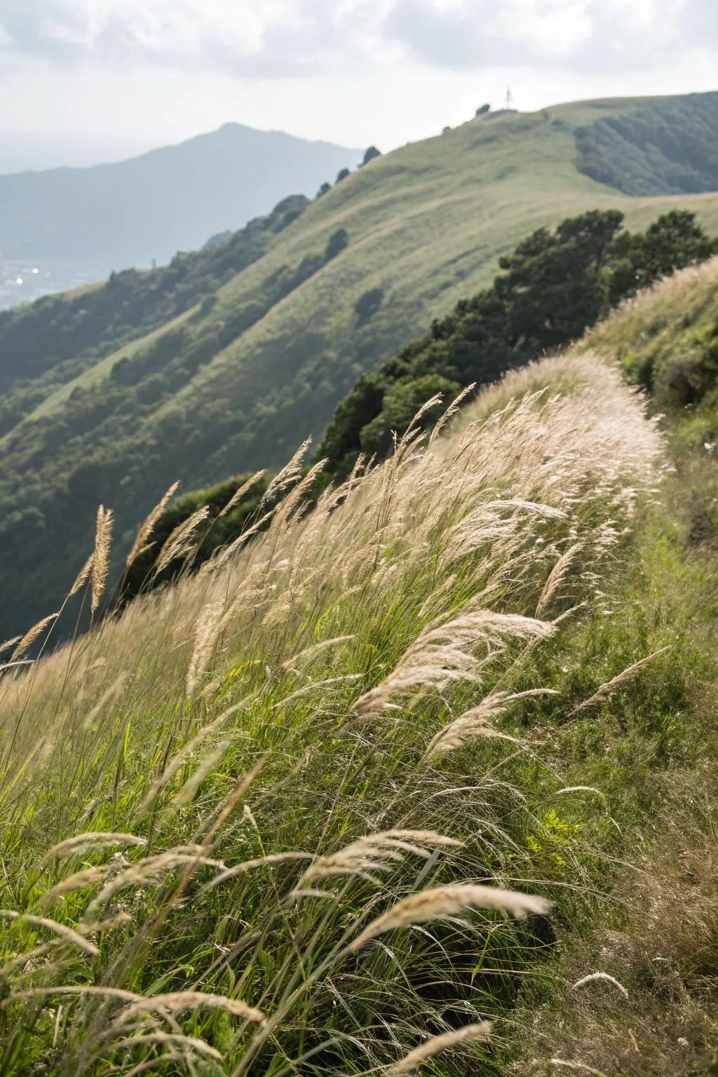 Native grasses offer sustainable beauty with minimal care.
