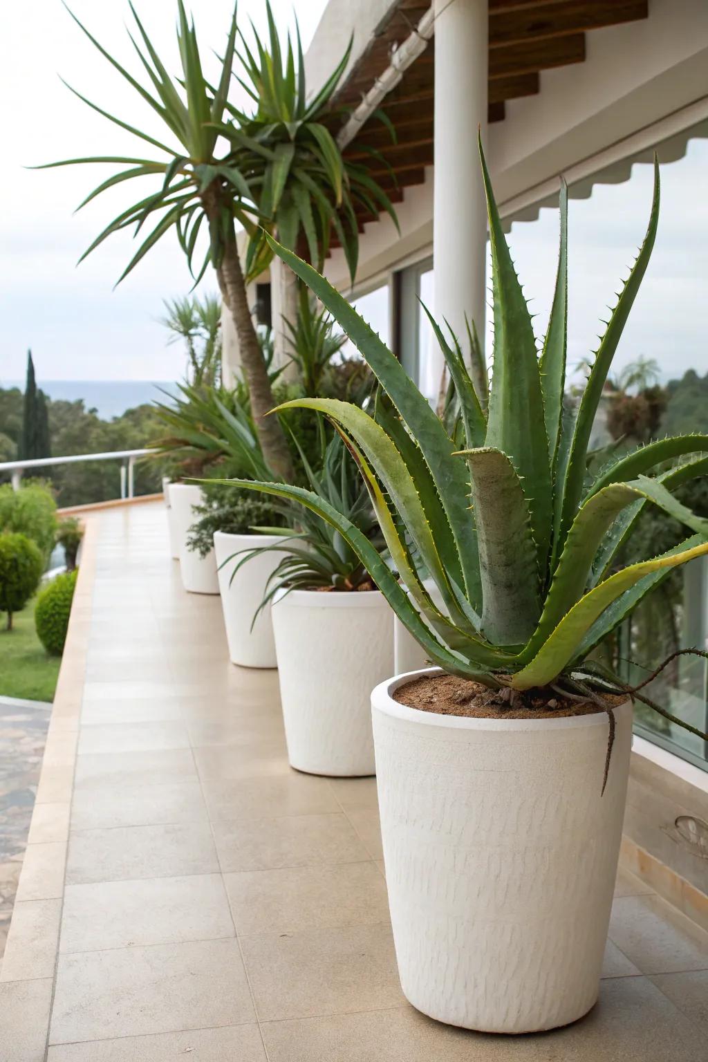 Aloe vera in tall pots creates a tropical patio atmosphere