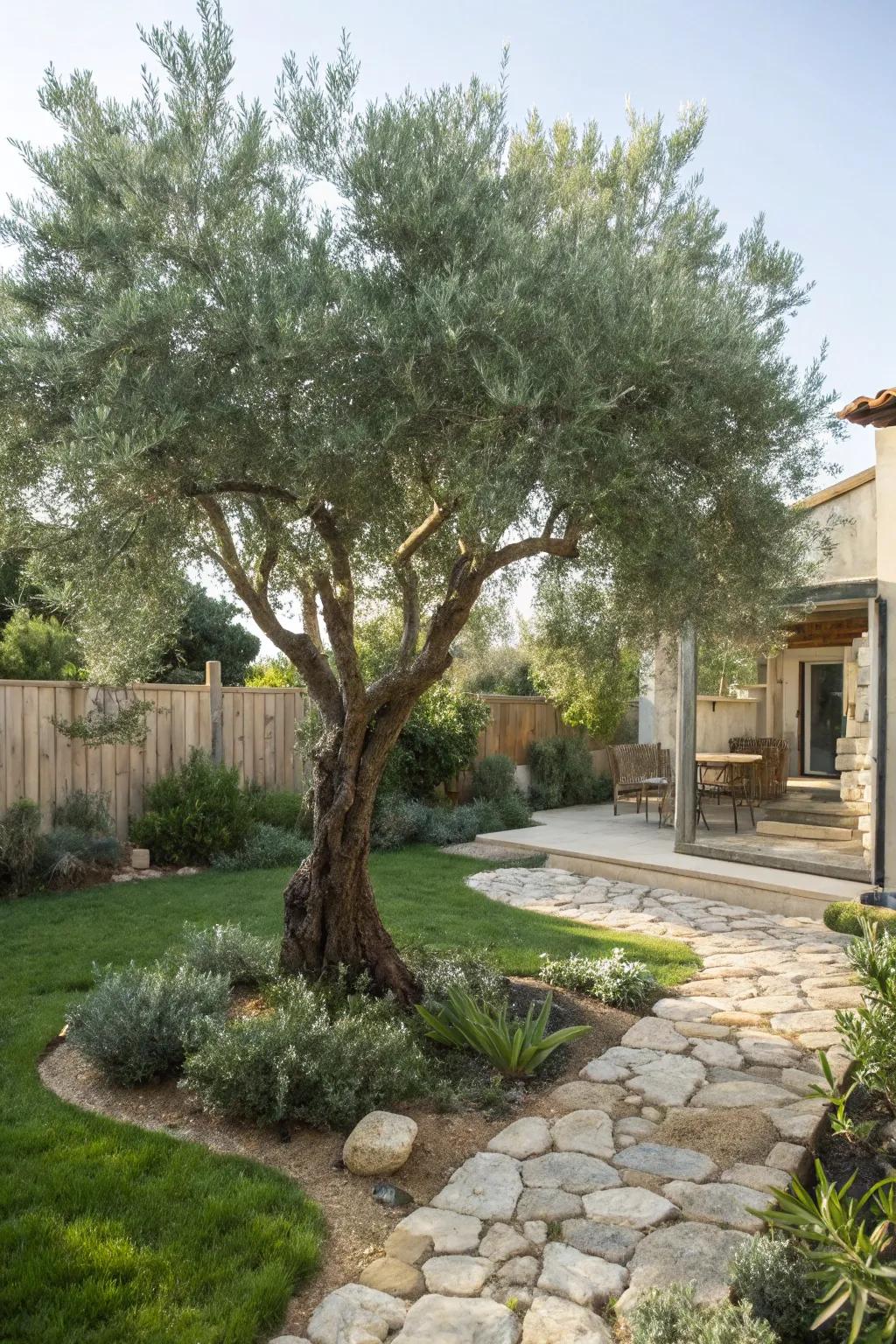 An olive tree providing a Mediterranean flair to a backyard setting.