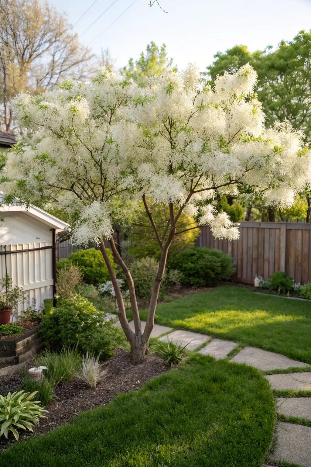 A fringe tree adding a whimsical and magical touch with its delicate blooms.