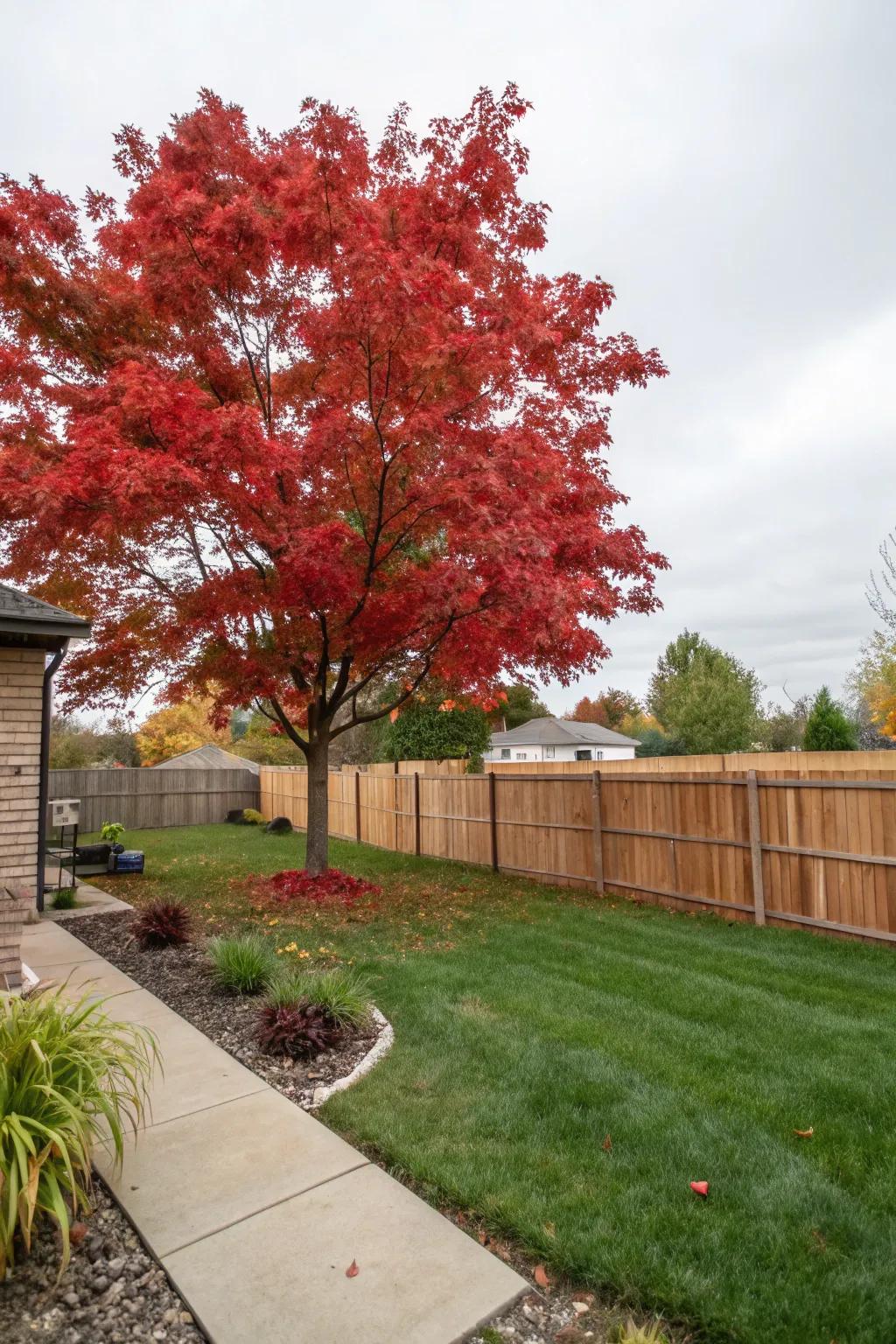 A red oak tree offering shade and vibrant fall colors.