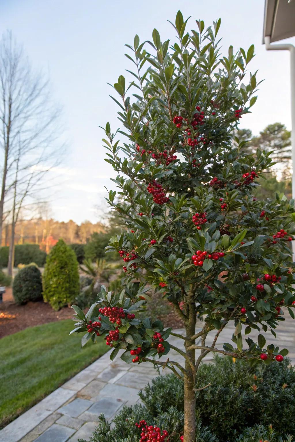 An American Holly tree adding year-round beauty and festive charm.